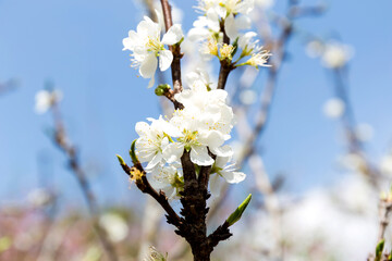 Wall Mural - Beautiful white blooming peach tree in early spring