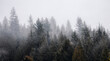 © edb3_16 - Rain Forest Trees Covered in White Fog during a rainy winter day. Near Squamish, North of Vancouver, British Columbia, Canada. Dark Art Mood. Nature Background Panorama