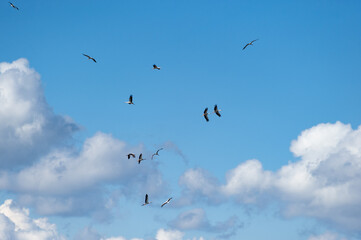 Wall Mural - stroks in blue sky