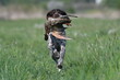 hunting dog running with duck aport