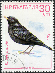 Wall Mural - BULGARIA - CIRCA 1987: A stamp printed in Bulgaria, shows Turdus merula, Songbirds series