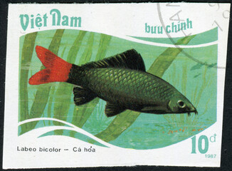 Wall Mural - VIETNAM - CIRCA 1987: a stamp printed in the Vietnam, shows Red-tailed black shark