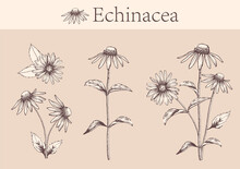Hand-drawn Image Of Echinacea Flowers With Stems And Leaves.botanical Illustration. Healing Herbs