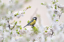 Spring Mood A Bird Sings On A Flowering Tree