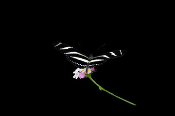 Zebra heliconide butterfly on a plant isolated on black background