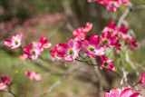 Fototapeta Storczyk - Blossoming dogwood against the sky. Pink dogwood. Cornus florida rubra
