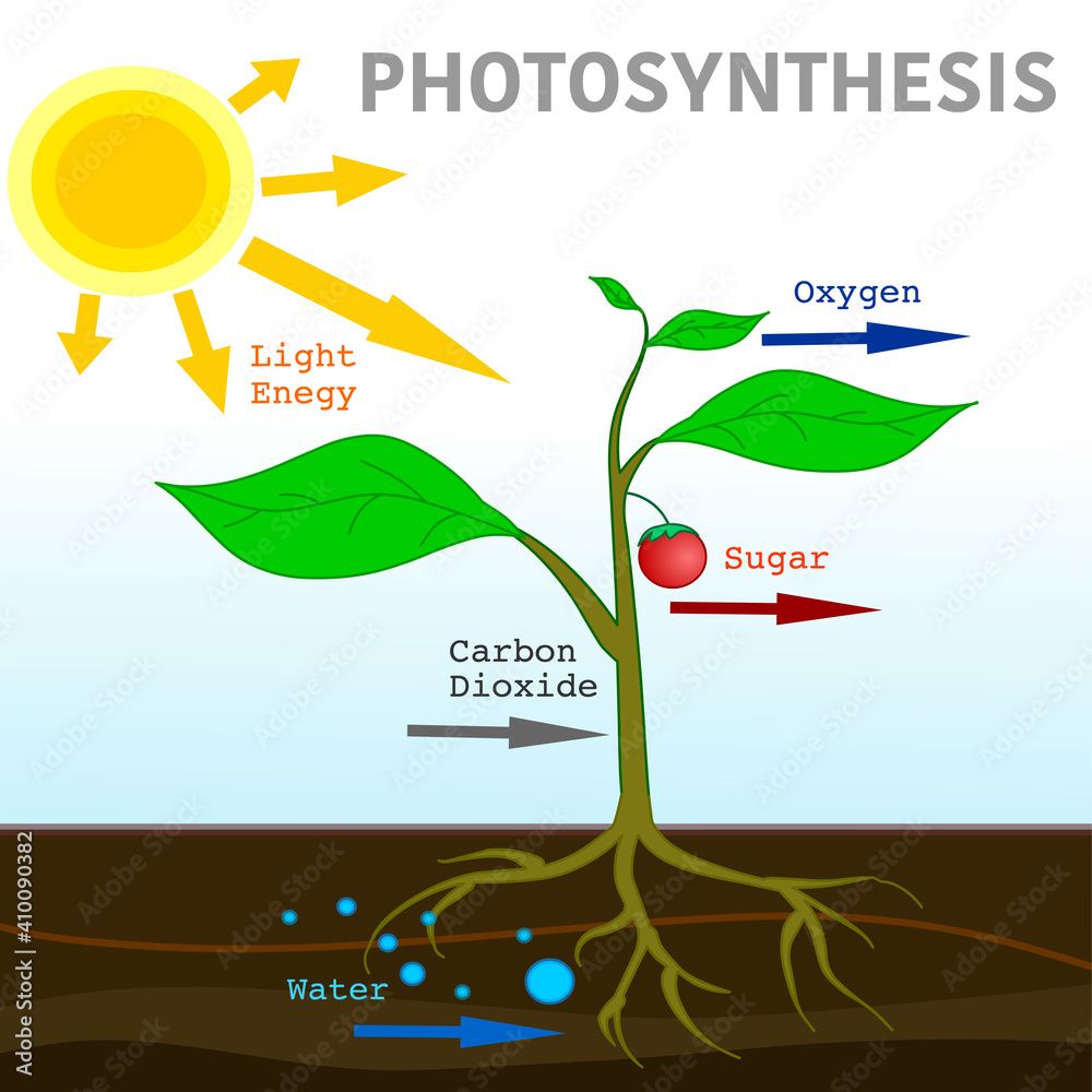 Vetor Photosynthesis diagram. Convert light energy content ...
