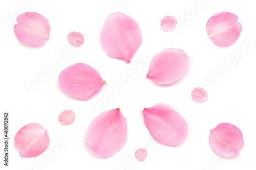 桜 花びら ピンク 春 白背景 Wall Mural Wallpaper Murals Naoki Kim 桜 花びら ピンク 春 白背景 Wall Mural Wallpaper Murals Naoki Kim