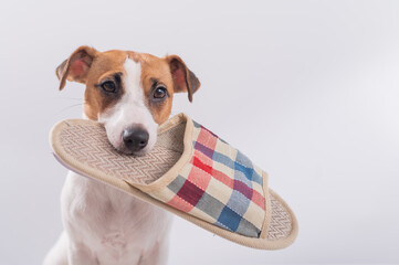 The dog holds in his mouth a slipper on a white background. Obedient Jack Russell Terrier gives the owner home shoes