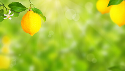 Plantation with lemon trees and blurry background