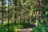 Fototapeta Londyn - Natural forest footpath scenery. Fenland Trail in summer sunny day. Banff National Park, Canadian Rockies, Alberta, Canada.