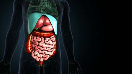3d illustration of human body stomach digestive system anatomy.