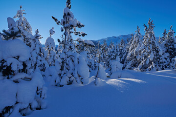 winter sunrise with fresh snow covered forest and mountains