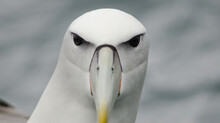 White-capped Albatross Thalassarche Cauta Steadi. Stewart Island Offshore. New Zealand.
