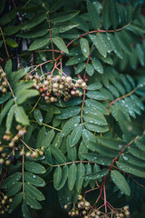 leaves natural structure pattern water drops