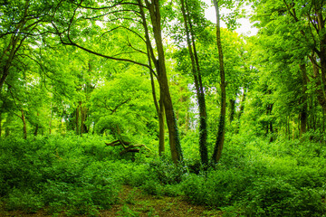 green forest in the morning