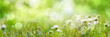 Sunny spring meadow with daisies. Horizontal natur background with short deep of focus and bright bokeh. Concept for ecology and leisure with space for text.