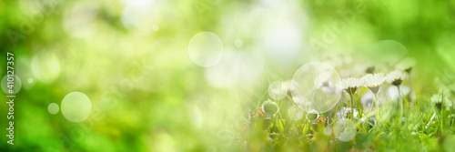 Obraz Dibond Abstract sunny spring background. Green meadow with wildflowers and bright bokeh. Concept for ecology and vacation with space for text