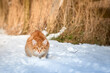 Hübsche rote Katze liegt im Schnee und schaut neugierig zum Betrachter