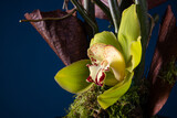 Fototapeta Tulipany - yellow orchid