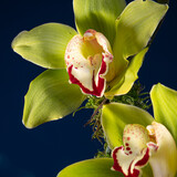 Fototapeta Tulipany - yellow orchid