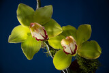 Fototapeta Tulipany - yellow orchid