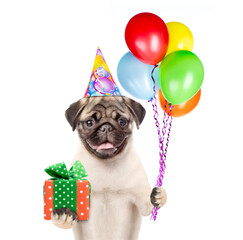 Poster - Pug puppy wearing patyu cap holds balloons and gift box. isolated on white background