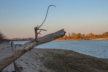 Dry Log On The Background Of The Sunset Sky And Blue River Water