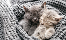 Couple Cute Kittens In Love Sleeping On Gray Soft Knitted Blanket. Cats Rest Napping On Bed Have Sweet Dreams. Feline Love Friendship On Valentine Day. Comfortable Pets Sleep At Cozy Home. Long Banner