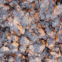 Wall Mural - forest with pattern of beech leaves and dusting of snow on ground leaves