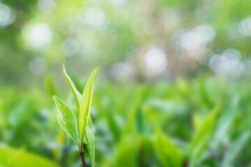 Wall Mural - Closeup green leaf on blurred greenery background. with copy space