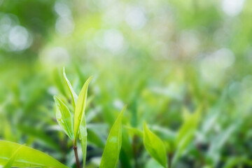 Wall Mural - Closeup green leaf on blurred greenery background. with copy space