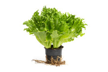 Iceberg Lettuce In The Pot With The Roots Of White Background. Side View, Without Shadow
