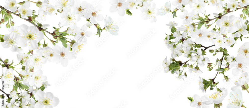 Amazing spring blossom. Tree branches with beautiful flowers on white background, banner design - obrazy, fototapety, plakaty 