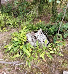 Wall Mural - Stone and plants in the wood