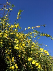 flowers and blue sky