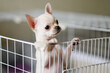 © Nikita - The little dog looks plaintively out of the cage.