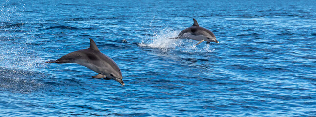 Dolphins playing in waves