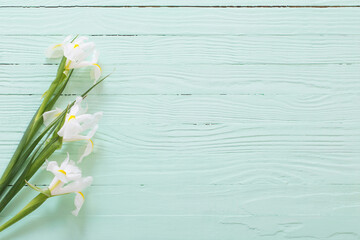 Wall Mural - white iris on green wooden background