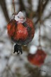 Granatapfel im Schnee, Tessin