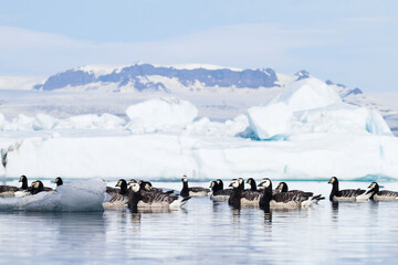 Wall Mural - Barnacle geese swimming on Jokulsarlon glacier lagoon in Iceland