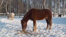 Brown Horse Eating Hay In The Paddock In Winter. In The Background, Other Horses And A Winter Landscape.