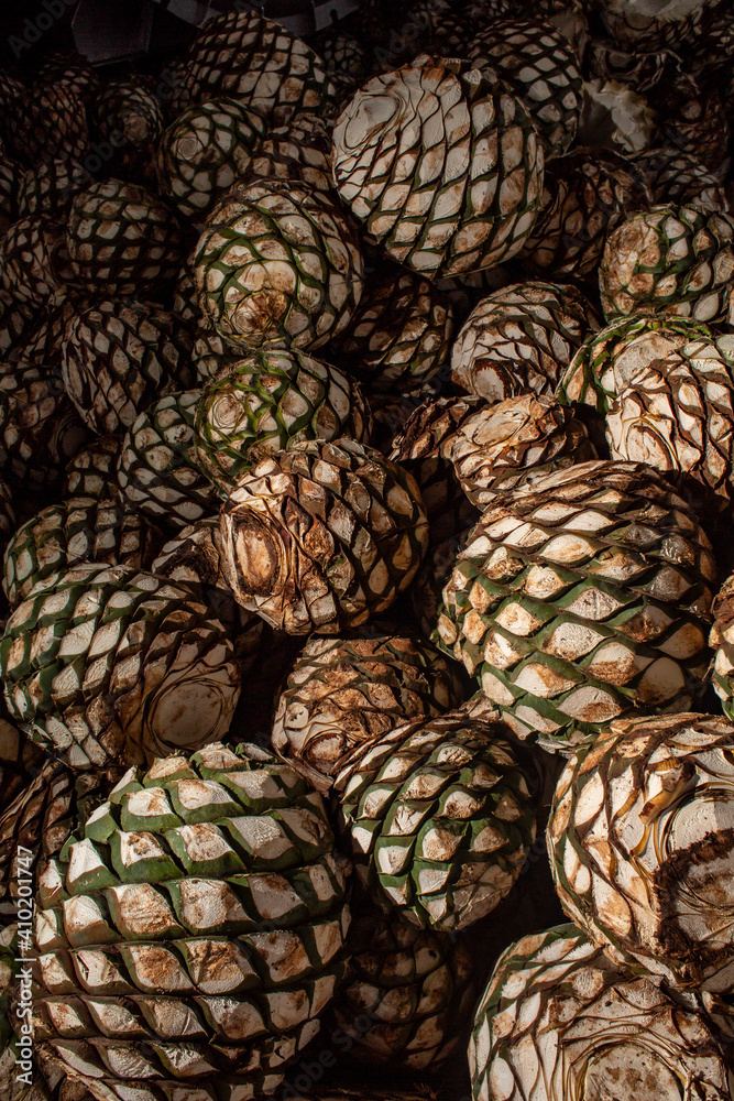 Foto de Stock Piña de agave azul Tequilana Wever para la elaboración de ...