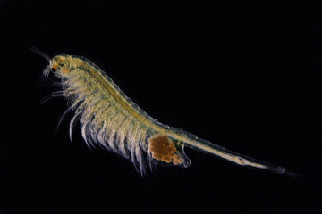 small crustacean artemya, chewing in salt estuaries and lakes