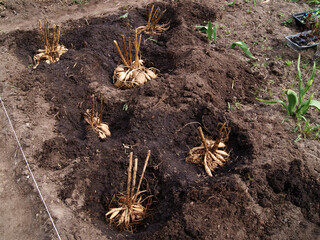 Spring planting of dahlias in the soil. Large tubers of dahlias lie in holes in the flower bed.