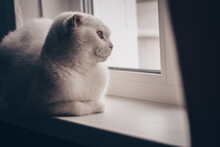 White Fold Cat Alone Looks Out The Window With A Sad Look While Sitting On The Windowsill