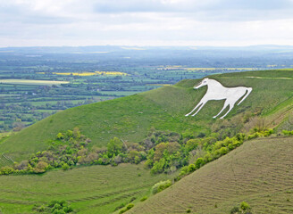 Poster - Fields of Wiltshire and Westbury White Horse	