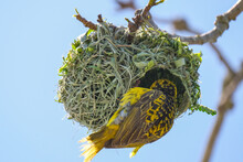 Mask Weaver Flying To And From It's Newly Weaved Nest