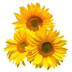 Fotomurales - Flower bouquet sunflowers isolated on white background. The seeds and oil. Floral arrangement. Picturesque and conceptual scene. Flat lay, top view