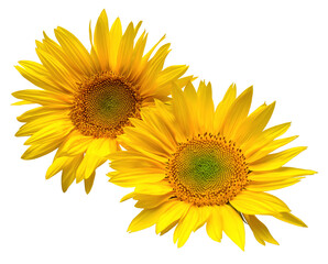 Fotomurales - Two sunflowers isolated on white background. Sun symbol. Flowers bouquet, yellow, agriculture. Seeds and oil. Flat lay, top view. Bio. Eco. Creative